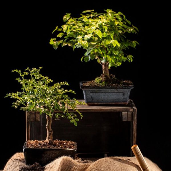 3 Pcs Tools Mini Tools Gardending Hand Tools Kit for Seedling for